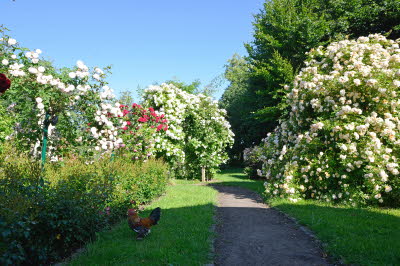 Garten aller Sinne - Bild 3